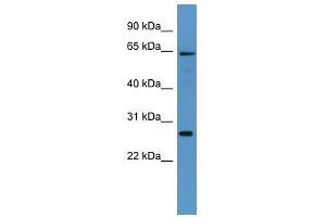 anti-Flavin Containing Monooxygenase 4 (FMO4) (Middle Region) antibody
