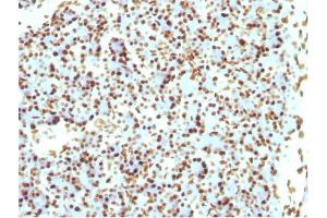Image no. 3 for anti-Histone H1 antibody (ABIN6939598)