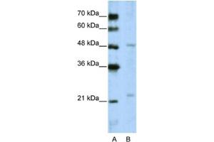 Image no. 1 for anti-WD Repeat Domain 12 (WDR12) antibody (ABIN2462386)