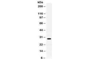 Image no. 2 for anti-Prion Protein (PRNP) (AA 143-230) antibody (ABIN4952280)