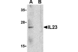 Image no. 2 for anti-Interleukin 23, alpha subunit p19 (IL23A) (C-Term) antibody (ABIN499996)