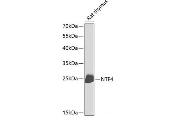 Neurotrophin 4 antibody