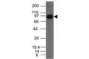 Western Blotting (WB) image for anti-Nucleolin (NCL) antibody (ABIN3025709)