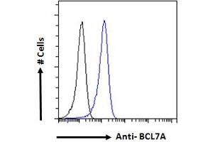 BCL7A antibody  (C-Term)