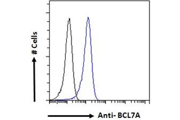 BCL7A antibody  (C-Term)