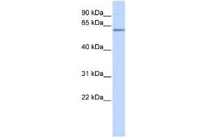 Image no. 1 for anti-Tripartite Motif Containing 16 (TRIM16) (N-Term) antibody (ABIN2776462)