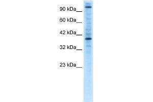 Image no. 1 for anti-Zinc Finger Protein 624 (ZNF624) (Middle Region) antibody (ABIN2777679)