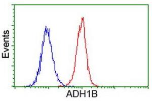 Image no. 5 for anti-Alcohol Dehydrogenase 1B (Class I), beta Polypeptide (ADH1B) antibody (ABIN1496477)