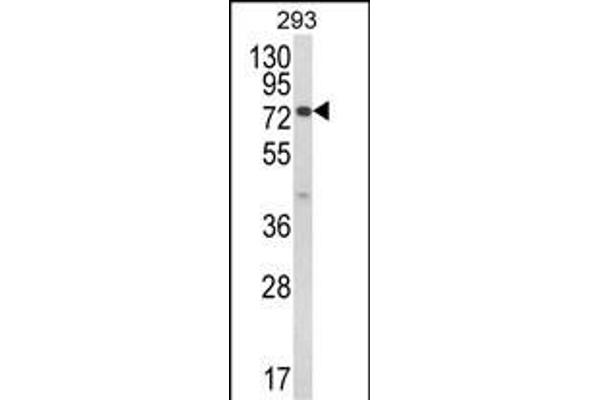 JAKMIP1 Antikörper  (AA 270-297)