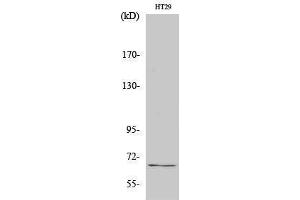 Image no. 1 for anti-TAF5-Like RNA Polymerase II, P300/CBP-Associated Factor (PCAF)-Associated Factor, 65kDa (TAF5L) (Internal Region) antibody (ABIN3187162)