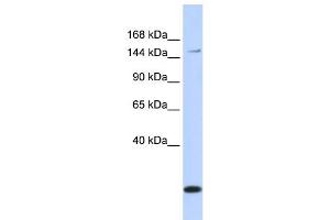 Image no. 1 for anti-ATP-Binding Cassette, Sub-Family C (CFTR/MRP), Member 3 (ABCC3) (Middle Region) antibody (ABIN2781505)
