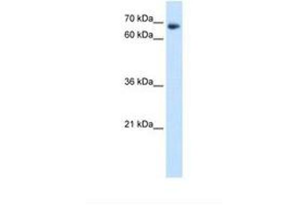 TAF6 antibody  (AA 39-88)
