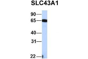 Image no. 2 for anti-Solute Carrier Family 43, Member 1 (SLC43A1) (Middle Region) antibody (ABIN2781593)