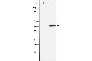 Image no. 10 for anti-Activating Transcription Factor 2 (ATF2) (pThr51), (pThr69) antibody (ABIN6256594)