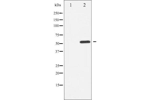 ATF2 antibody  (pThr51, pThr69)