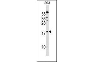 Image no. 2 for anti-Peptidylprolyl Isomerase (Cyclophilin)-Like 1 (PPIL1) (AA 62-91), (Middle Region) antibody (ABIN954267)