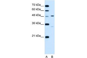 CHST1 antibody  (N-Term)