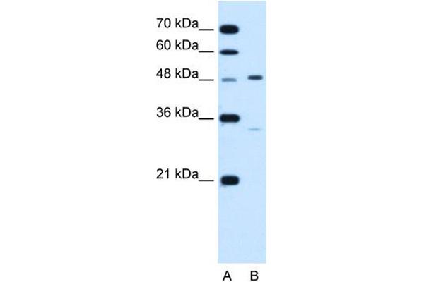 CHST1 antibody  (N-Term)