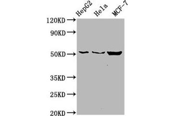 CDS2 antibody  (AA 354-445)