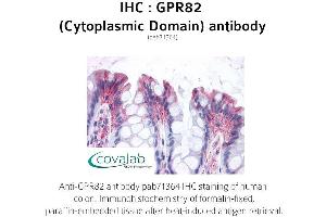 Image no. 1 for anti-G Protein-Coupled Receptor 82 (GPR82) (2nd Cytoplasmic Domain) antibody (ABIN1735173)