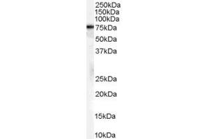 Image no. 1 for anti-Heat Shock 70kDa Protein 8 (HSPA8) (Internal Region) antibody (ABIN185659)