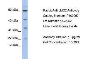Image no. 2 for anti-LIM Domain Only 2 (Rhombotin-Like 1) (LMO2) (N-Term) antibody (ABIN2792668)
