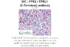 Image no. 2 for anti-Formyl Peptide Receptor 2 (FPR2) (C-Term) antibody (ABIN1734457)