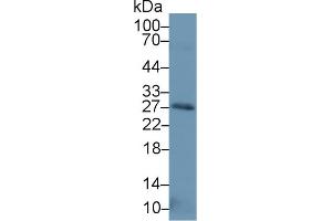 Image no. 2 for anti-Neurotrophin 3 (NTF3) (AA 21-138) antibody (ABIN1172302)