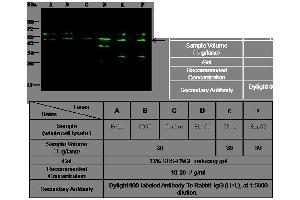 Image no. 3 for anti-Protein tyrosine Phosphatase, Non-Receptor Type 1 (PTPN1) (AA 2-321) antibody (ABIN1996335)