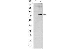 Image no. 3 for anti-Apolipoprotein E (APOE) antibody (ABIN968962)