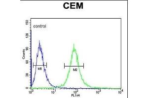 CD46 Antibody (C-term) (ABIN650982 and ABIN2840022) flow cytometric analysis of CEM cells (right histogram) compared to a negative control cell (left histogram).