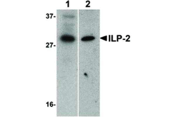 ILP-2 anticorps  (N-Term)