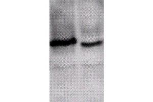 Image no. 1 for anti-Inhibitor of Growth Family, Member 1 (ING1) (N-Term) antibody (Atto 488) (ABIN2486902)