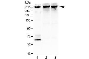 Image no. 7 for anti-Inositol 1,4,5-Trisphosphate Receptor, Type 3 (ITPR3) (AA 2411-2758) antibody (ABIN3031328)