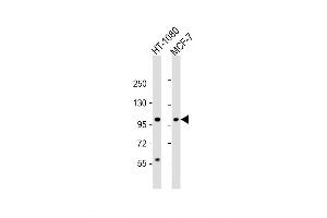 Image no. 5 for anti-Rhomboid 5 Homolog 2 (RHBDF2) (AA 80-109), (N-Term) antibody (ABIN657511)