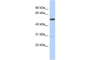 Image no. 1 for anti-Zinc Finger Protein 529 (ZNF529) (N-Term) antibody (ABIN2781128)