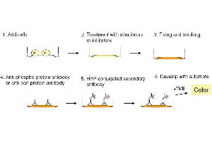 Image no. 1 for Signal Transducer and Activator of Transcription 5A (STAT5A) ELISA Kit (ABIN1981843)