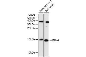 Profilin 4 antibody  (AA 1-129)