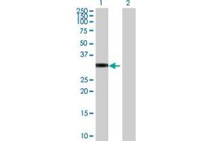 Western Blot analysis of PPP1R2P9 expression in transfected 293T cell line by PPP1R2P9 MaxPab polyclonal antibody.