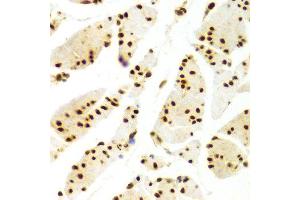 Image no. 16 for anti-ELAV (Embryonic Lethal, Abnormal Vision, Drosophila)-Like 1 (Hu Antigen R) (ELAVL1) antibody (ABIN3022231)