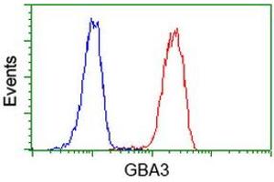 Image no. 3 for anti-Glucosidase, Beta, Acid 3 (Cytosolic) (GBA3) (AA 1-150), (AA 370-469) antibody (ABIN1490582)