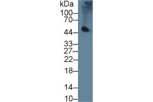 PNLIP Antikörper  (AA 201-412)