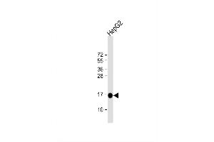 Image no. 2 for anti-Microsomal Glutathione S-Transferase 1 (MGST1) (AA 40-71) antibody (ABIN389225)