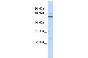Image no. 1 for anti-Insulin-Like Growth Factor Binding Protein, Acid Labile Subunit (IGFALS) (Middle Region) antibody (ABIN2775292)