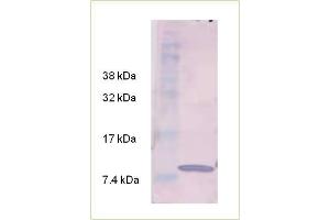 Image no. 1 for anti-Transforming Growth Factor, beta 3 (TGFB3) antibody (ABIN573805)
