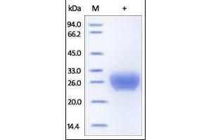Image no. 1 for Fc Fragment of IgG, Low Affinity IIb, Receptor (CD32) (FCGR2B) (AA 46-217) (Active) protein (His tag) (ABIN2180754)