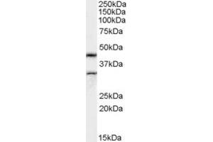 Image no. 1 for anti-Actin-Like 7b (Actl7b) (Internal Region) antibody (ABIN190854)
