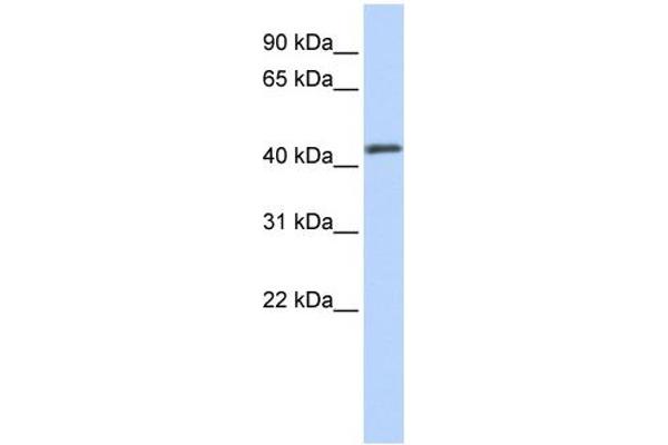 anti-Forkhead Box A2 (FOXA2) (Middle Region) antibody