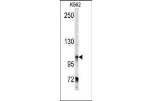 Image no. 1 for anti-Bicaudal D Homolog 2 (BICD2) (C-Term) antibody (ABIN360061)