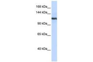 Image no. 1 for anti-Phospholipase A2, Group IVB (Cytosolic) (PLA2G4B) (N-Term) antibody (ABIN6740550)